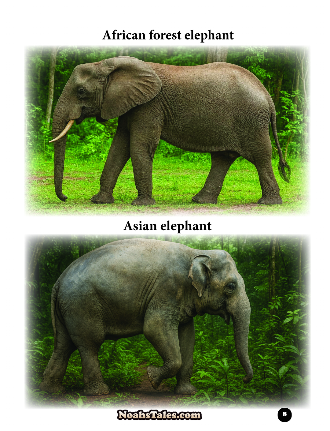 Noah’s Tales™ The Wild Truth About Elephants Book ( 44 Pages )